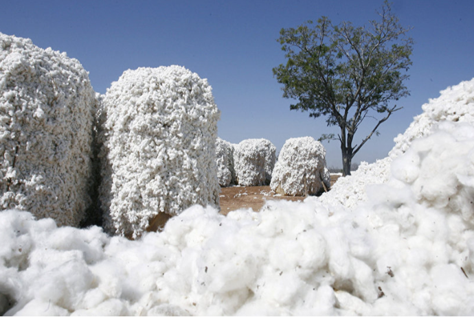 Pambıq lifi ixracı 162 milyon dollar valyuta gətirib - GƏLİRLƏR 9% AZALIB | FED.az