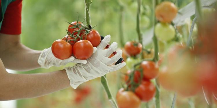 Şəmkir pomidorlarının 70 faizi - RUSİYADA SATILIR | FED.az