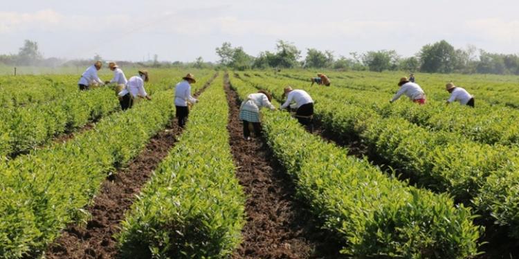 Azərbaycanda çay ixracından əldə olunan gəlir 15% artıb | FED.az