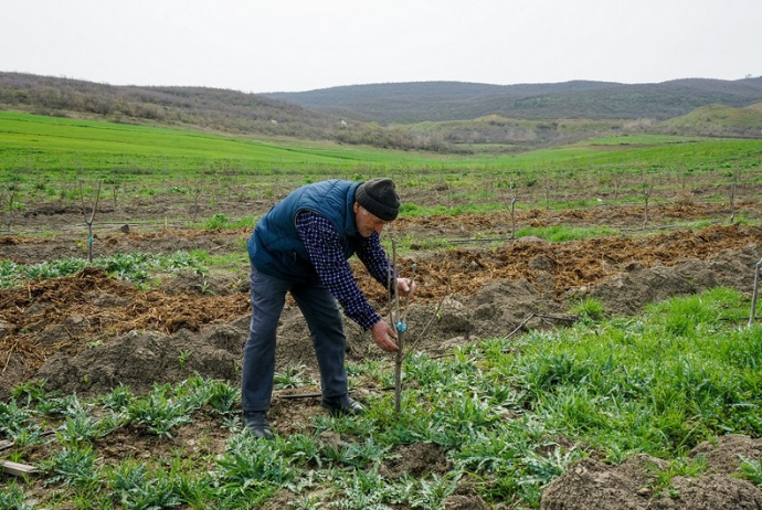 “Sosial Bağlar-2021” layihəsinə - Müraciətlərin Qəbulu Başlayıb | FED.az