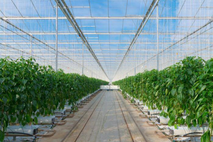 "BAKU AGROPARK MMC" işçi axtarır - MAAŞ 1800 MANAT - VAKANSİYA | FED.az