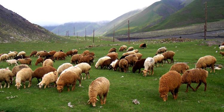 Qoyunlarını canavar parçalayan sahibkar – SÜRÜSÜNÜ SIĞORTALAYACAQ | FED.az