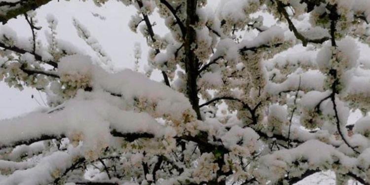 Qubaya qar yağıb, ağaclara zərər dəyib - FOTO | FED.az