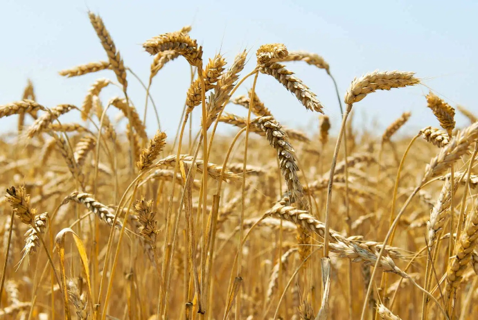 Azərbaycanın taxıl şirkəti səhmdarlarını - YIĞINCAĞA ÇAĞIRIR | FED.az