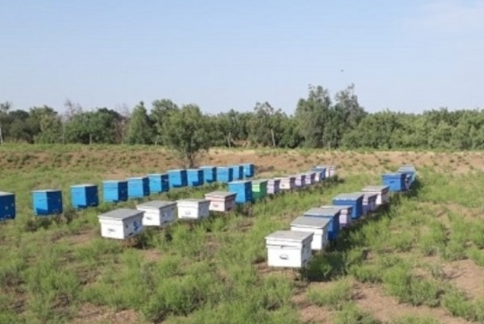 Astara arıları Biləsuvarda arıçılıq təsərrüfatına ciddi - ZİYAN VURUB | FED.az