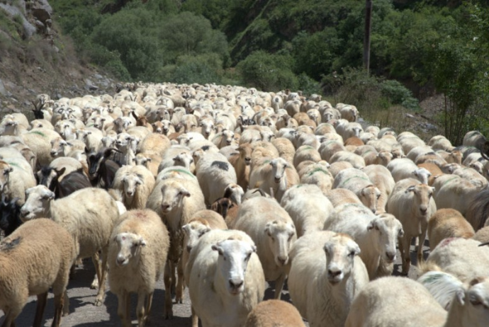 Dabaq xəstəliyinə qarşı - PULSUZ PEYVƏNDLƏMƏ BAŞLAYIB | FED.az
