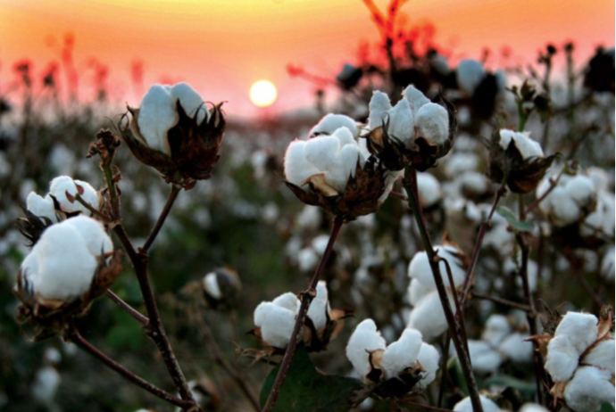 Azərbaycanda pambıqçılara subsidiyaların ödənilməsinə başlanılıb | FED.az