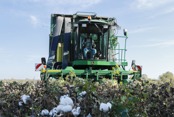 Pambıq şirkəti: «Fermerlərin pulunu ödəyə bilmirik, pambıq ucuzlaşıb, ixracı çətinləşib» - MÜSAHİBƏ