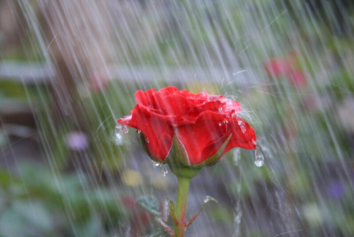 Sabah yağış yağacaq - Mayın 23-nə hava proqnozu | FED.az