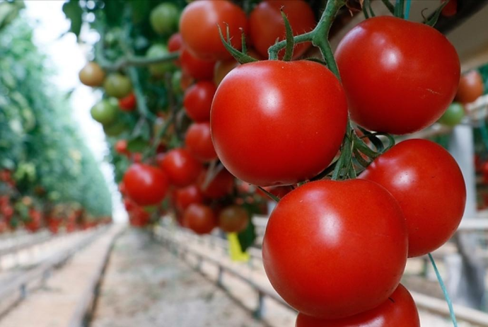 Azərbaycanın pomidor ixracından gəliri 45% artıb