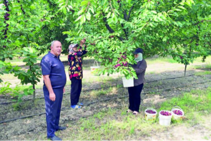 "Müşavirədə xahiş etdim ki, yağışla bağlı da şimal zonasındakı fermerlərə subsidiyalar ayrılsın" | FED.az
