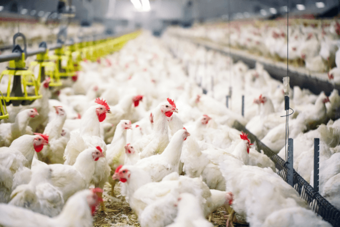Fabriklərdə quşların sayı azalıb – Yumurta İstehsalı Düşüb | FED.az