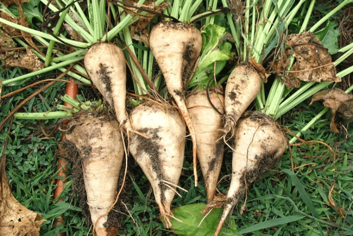 Azərbaycanda şəkər çuğundurunun yığımı xeyli artıb | FED.az