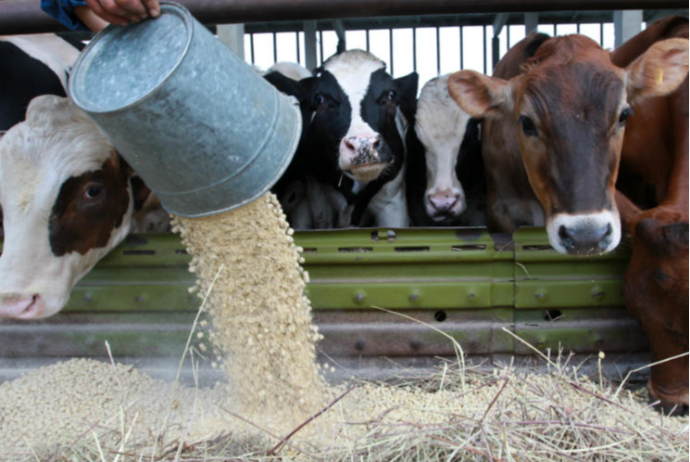 Təcili: Kənd Təsərrüfatı Nazirliyindən dabaq xəstəliyi ilə bağlı - RƏSMİ AÇIQLAMA | FED.az
