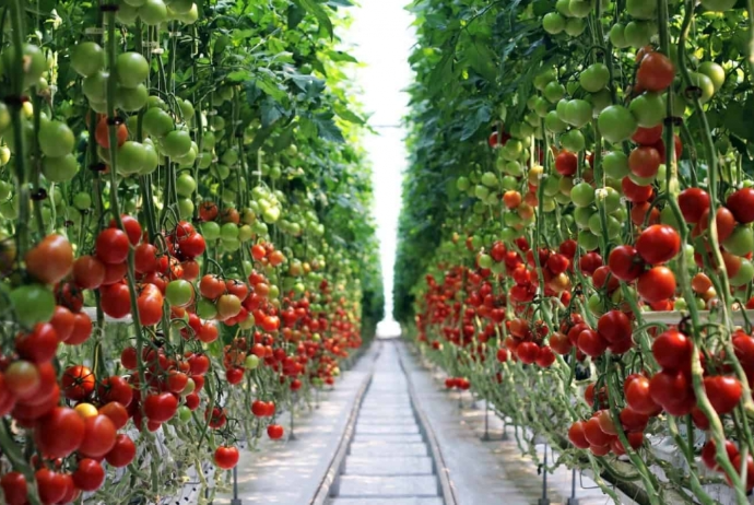 "Agroterm"dən 2 milyon çıxarıldı | FED.az