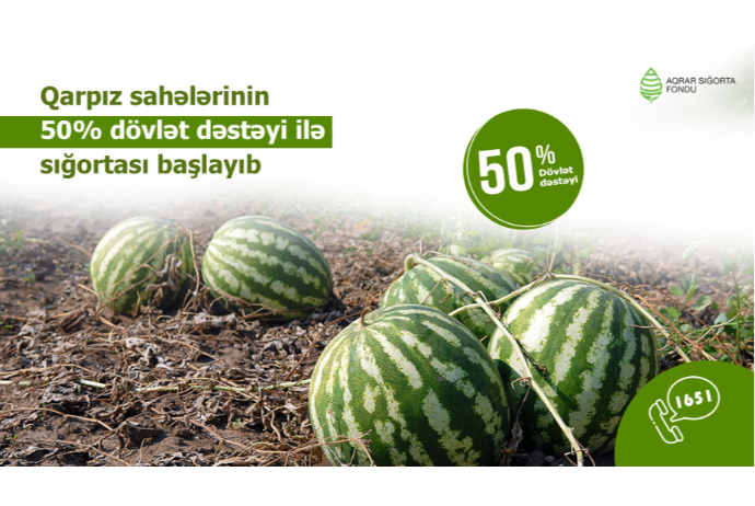 Azərbaycanda qarpız sahələrinin sığortalanması mövsümü başlayıb – ŞƏRTLƏR, MƏBLƏĞLƏR | FED.az