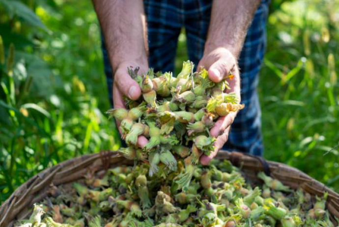Şəki–Qax–Zaqatala bölgəsində 25–30 % daha az fındıq toplanacağı gözlənilir | FED.az