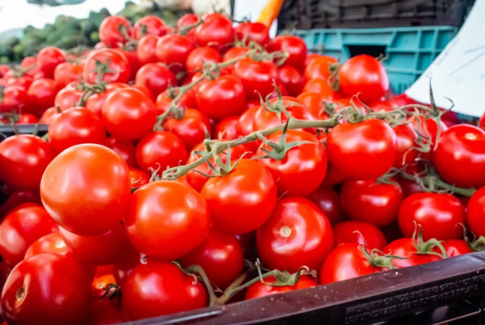 Qışda pomidorun qiyməti bu qədər ucuz olmayıb - 50 QƏPİK - VİDEO | FED.az