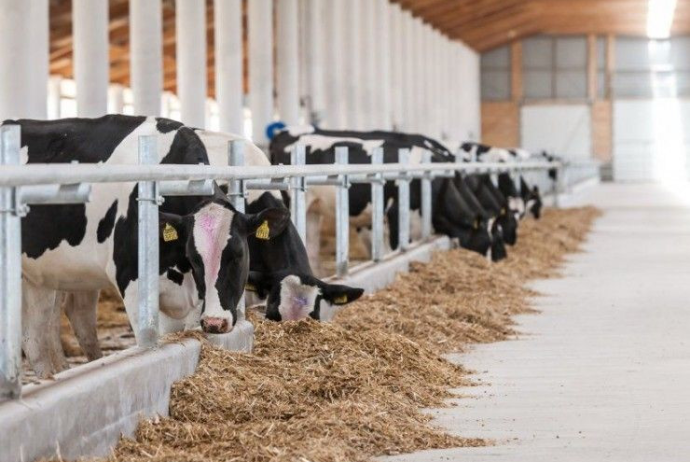 Kənd təsərrüfatı heyvanlarının könüllü sığortası - YIĞIMLAR KƏSKİN ARTIB, ÖDƏNİŞLƏR AZALIB | FED.az