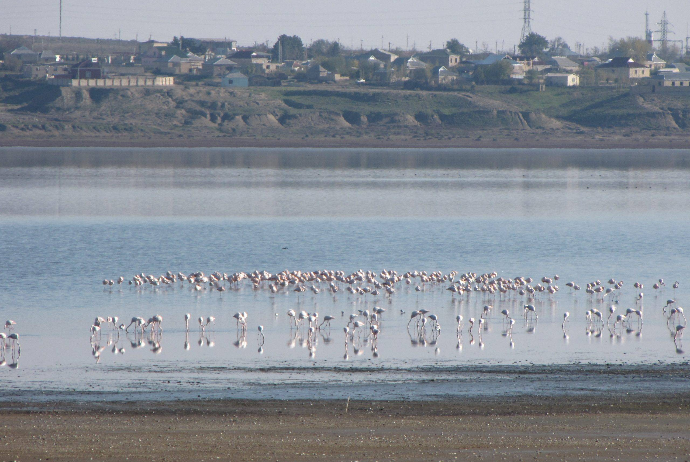 Hacıqabul gölü quruyub - VİDEO | FED.az