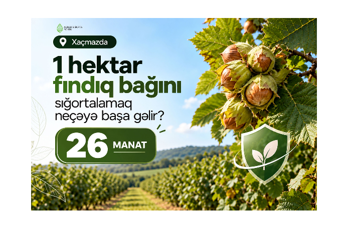 Xaçmazda fındıq bağını sığortalamaq neçəyə başa gəlir? – ŞƏRTLƏR, MƏBLƏĞLƏR | FED.az