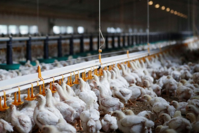 Quşçuluq və arıçılıq təsərrüfatlarının sığortalanması planlaşdırılır | FED.az