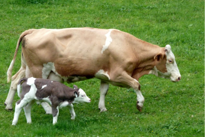 İnək və qoyunların erkən yaş və aşağı çəkidə kəsilməsi qanunvericiliklə tənzimlənəcək | FED.az