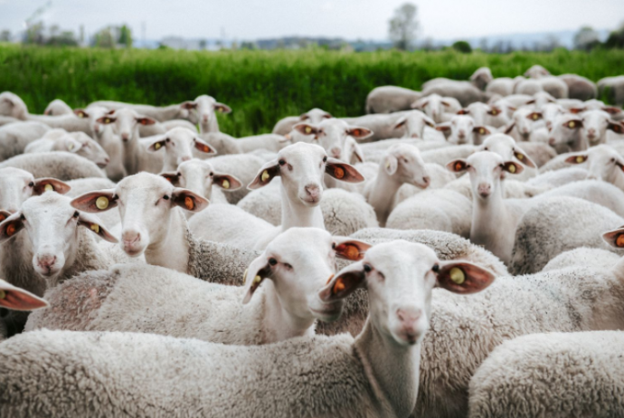 Azərbaycan xaricdən qoyun alışını - KƏSKİN ARTIRIB | FED.az