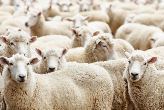 Bazarda qurbanlıq heyvanların qiymətləri necədir? - VİDEO | FED.az