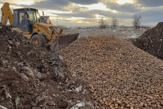 AQTA: Gürcüstan və Türkiyədən gətirilən 73 tondan çox toxumluq kartof məhv edilib | FED.az