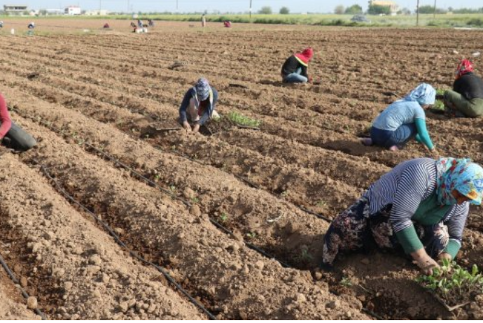 Kənd təsərrüfatında mövsümi çalışanlara gündəlik nağd ödənişin yuxarı həddi artırılır | FED.az