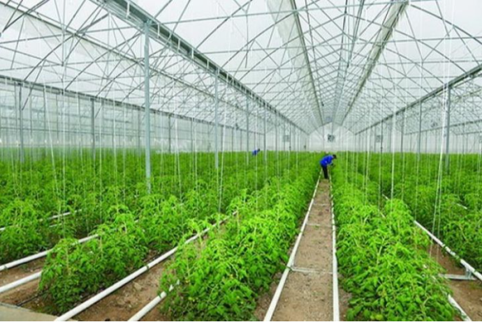 Azərbaycanda istixanalar üzrə yeni əkin subsidiyaları tətbiq olunacaq - MƏBLƏĞLƏR | FED.az
