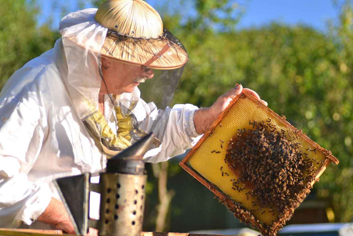 Azərbaycanda quşçuluq və arıçılıq təsərrüfatları ilə bağlı yeni sığorta məhsulları təqdim olunacaq | FED.az