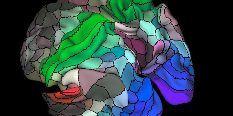 Обновленная система головного мозга человека раскрывает почти 100 новых областей. | FED.az