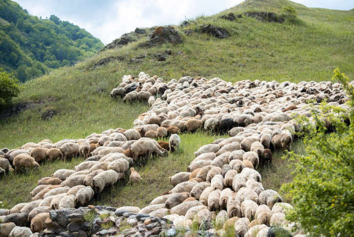 Ən azı 200 heyvanı olan qoyunçuluq təsərrüfatları Kəlbəcər yaylaqlarına - KÖÇÜRÜLƏCƏK | FED.az