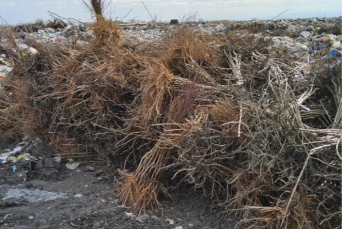 Türkiyədən Azərbaycana gətirilən şaftalı-nektarin tinglərində virus tapılıb | FED.az