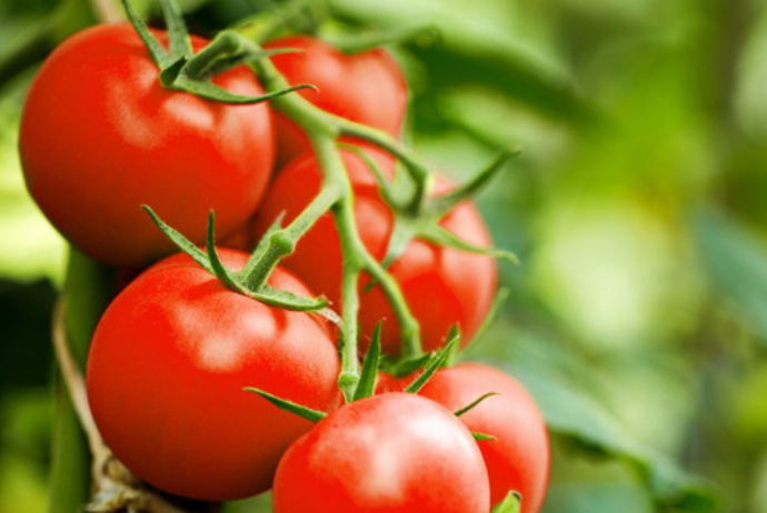 Pomidor ixracı 10% artıb, lakin qiyməti ucuzlaşıb | FED.az