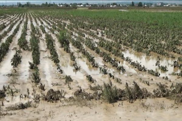 Aqrar Sığorta Fondu güclü yağışlarla bağlı 300-ə yaxın müraciət qəbul edib | FED.az