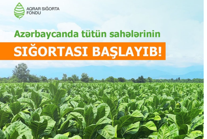 Azərbaycanda tütün sahələrinin sığortalanması başlayıb | FED.az