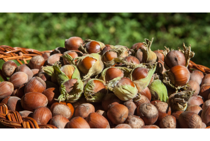 Fındıq milyonlar qazandırır: Azərbaycan fındığının xaricə satış - QİYMƏTİ 8 DOLLARI KEÇDİ | FED.az