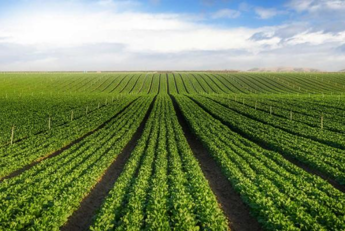 Gəncə şəhəri üzrə kənd təsərrüfatının vəziyyəti açıqlandı | FED.az