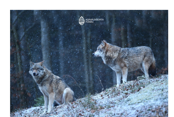 Aqrar Sığorta Fondu təsərrüfatlara vəhşi heyvan hücumları ilə bağlı fermerlərə çağırış edib | FED.az