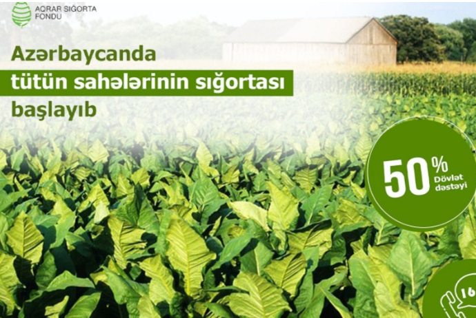 Azərbaycanda tütün sahələrinin sığortalanmasına başlanılıb | FED.az