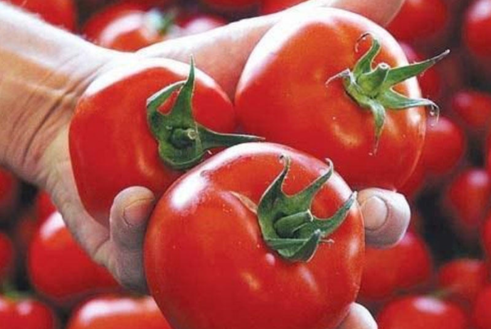 Pomidor ixracı Azərbaycana 175 milyon dollardan çox valyuta gətirib | FED.az