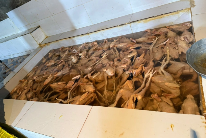 Xırdalanda 2 min toyuğun qanunsuz kəsildiyi sex bağlandı - FOTOLAR | FED.az