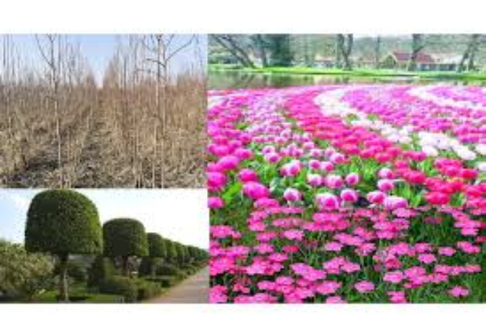 Ağac, gül kollarının əkilməsi və ot örtüyünün salınması ilə bağlı - TENDER | FED.az