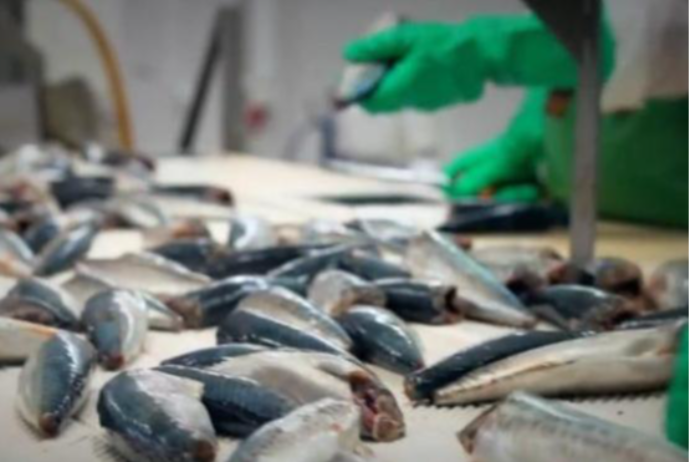 "Varvara Balıq”ASC-nin vergi borcu 234 min manatı ötüb | FED.az