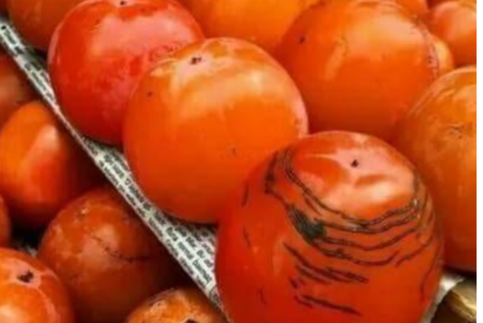 İmişlidə tonlarla xurma ağaclarda çürüyür - VİDEO | FED.az