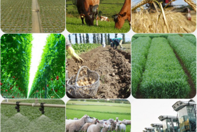 İslam Bankı Azərbaycanda kənd təsərrüfatının inkişafına 437 milyon dollar ayırıb | FED.az