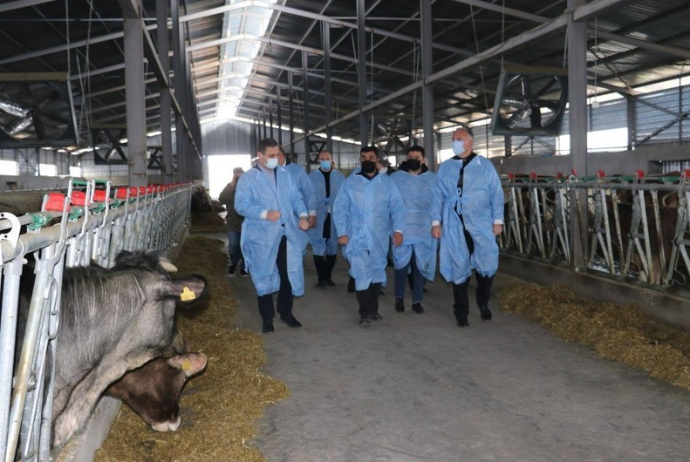 Gürcüstanda dövlət dəstəyi ilə Marneulidə yeni - Ferma Açılıb | FED.az